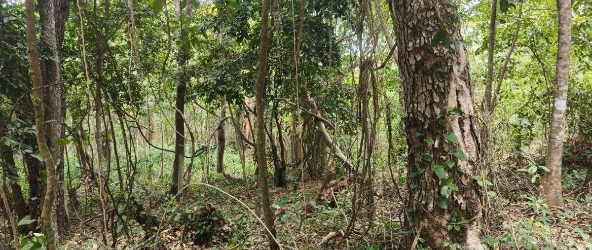 Foto de terreno habitacional en venta en  , aarón merino [colonia], bacalar, quintana roo, 0 No. 05